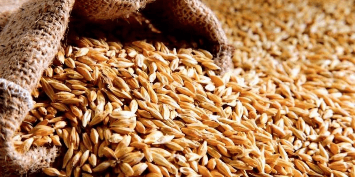 Malte Cervejeiro Malte Cervejeiro