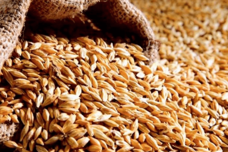 Malte Cervejeiro Malte Cervejeiro